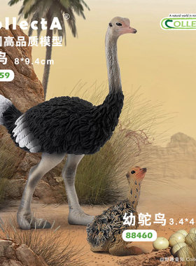 【88459鸵鸟】CollectA官方授权正版动物模型早教玩具