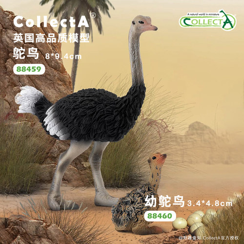 CollectA鸵鸟动物模型玩具