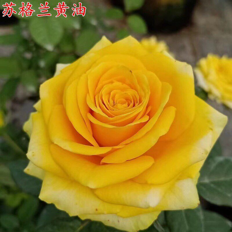 苏格兰奶油玫瑰花月季花苗特大切B花盆栽四季灌木庭院阳台花卉植