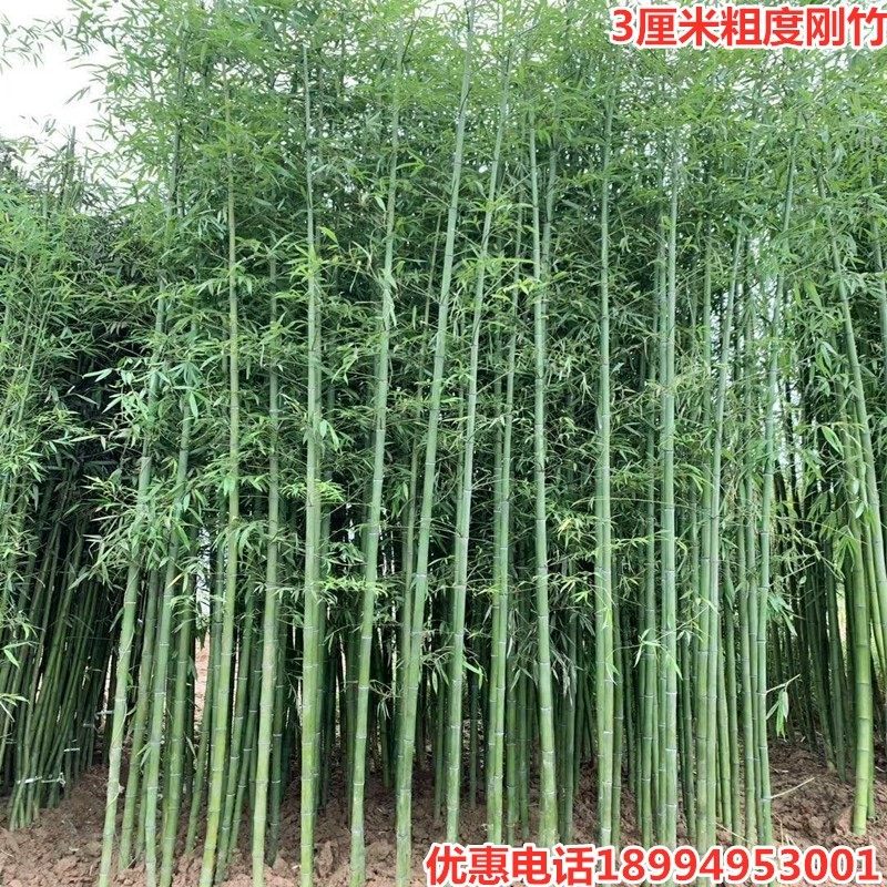 竹子苗庭院耐g寒大型观赏竹子盆栽四季常青紫竹苗黄金竹罗汉竹刚,鲜花速递/花卉仿真/绿植园艺,观叶 /花灌木,淘宝优惠券,粉丝福利购,淘宝优惠卷