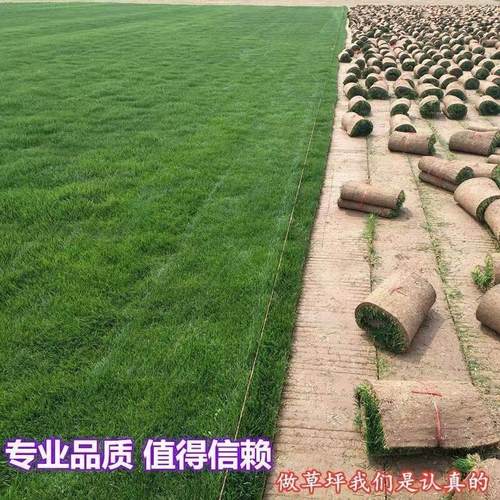 真草坪带土草皮四季青果岭草剪股颖百慕大马尼R拉别墅庭院绿化工