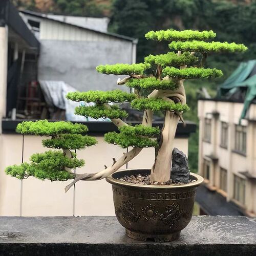 太行崖柏仿真假盆景迎客松松树y绿植庭院装饰入户花园阳台造景室
