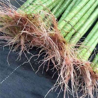 龙竹转运竹带根水培绿植s开运竹富贵竹盆栽植物竹子室内水培观音