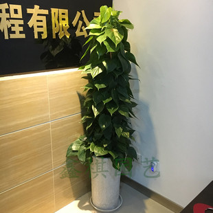 心叶藤杏叶藤 除甲醛 r净化空气 心形叶片 盆栽绿植成都花卉绿植