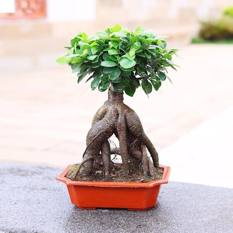 人参榕盆栽8字金钱榕树矮桩榕树盆景小榕树O室内室外绿植盆栽耐热