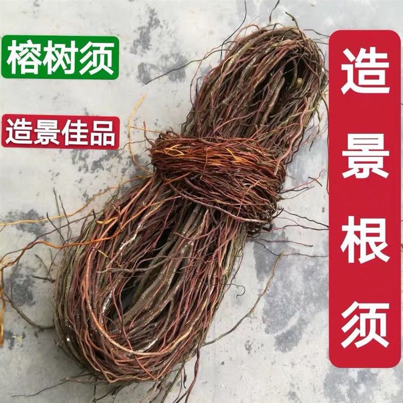 榕树须根500g榕树根造景根须树须龙须根榕树须Q爬藤条鱼缸造景藤,鲜花速递/花卉仿真/绿植园艺,造型盆景,淘宝优惠券,粉丝福利购,淘宝优惠卷