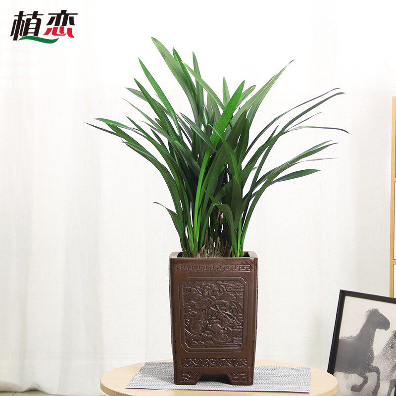 墨兰  精品兰花盆景盆栽s植物绿植花卉 年宵花卉绿植 苏州无锡配