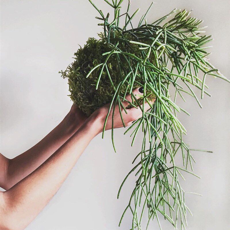 【龙鑫】细叶喀秋莎丝苇吊篮 室内C绿植藤蔓植物 小众高档好养花