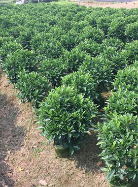 非洲茉莉 室外阳台花园大型绿植盆C栽  四季常青 耐晒绿色植物花