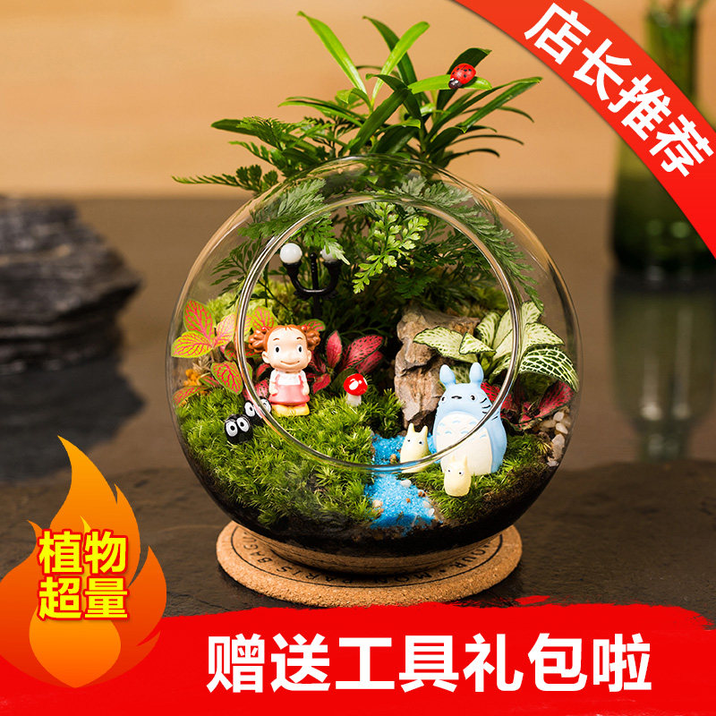 【天天特价】苔藓微景观迷你生态DIY植物龙猫R新年礼物玻璃盆栽微