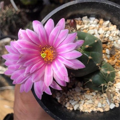 实生宇宙殿多肉植物盆栽室内A花卉仙人球仙人掌类桌面开花绿植