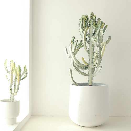 白龙骨盆栽室内外绿植仙人掌大型植物沙生M造景大戟科量天尺仙人