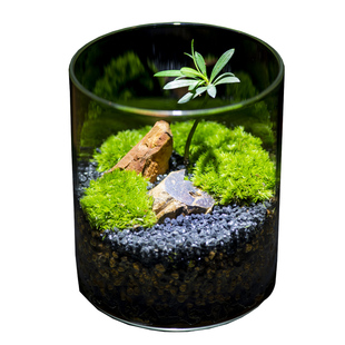 丘辰生命之树苔藓微景观生态瓶办公F室桌面绿植造景摆件植物小盆