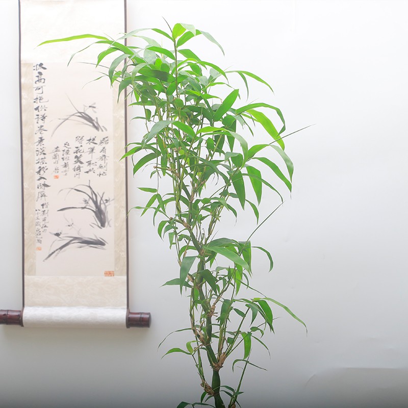 高杆佛肚竹苔藓球绿植盆景客厅室内树桩盆栽O好养活盆栽四季常青