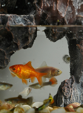 流水版鱼缸造景全套生态小型客厅桌面装饰摆件水草缸真植物水陆缸