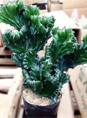 玉麒麟盆栽办公室桌面摆件招财树盆景彩麒麟龙骨植物室内阳台多肉