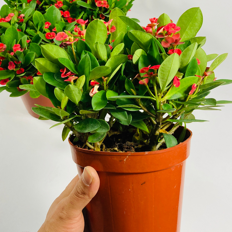 海棠花盆栽铁海棠虎刺梅花卉四季开花植物室内外阳台庭院带花绿植