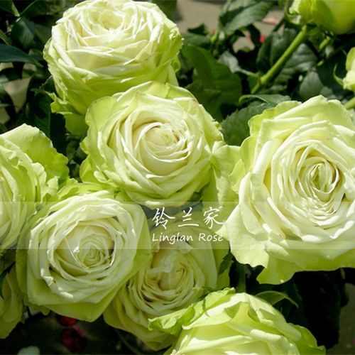 铃兰家  绿色浪漫  绿色茶香欧月月季花苗阳台盆栽花卉植物四季