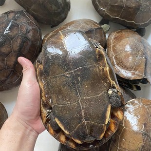 食用老草龟外塘中华草龟母龟下蛋龟煮汤药用龟苓膏辅料龟观赏龟