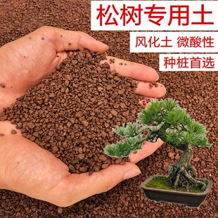 松树土五针松罗汉松黑松黄山松专用土风化土红土酸性土壤盆景土