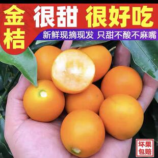 广西新鲜脆皮金桔应当季现摘水果孕妇匠心级纯甜无酸独立包装包邮