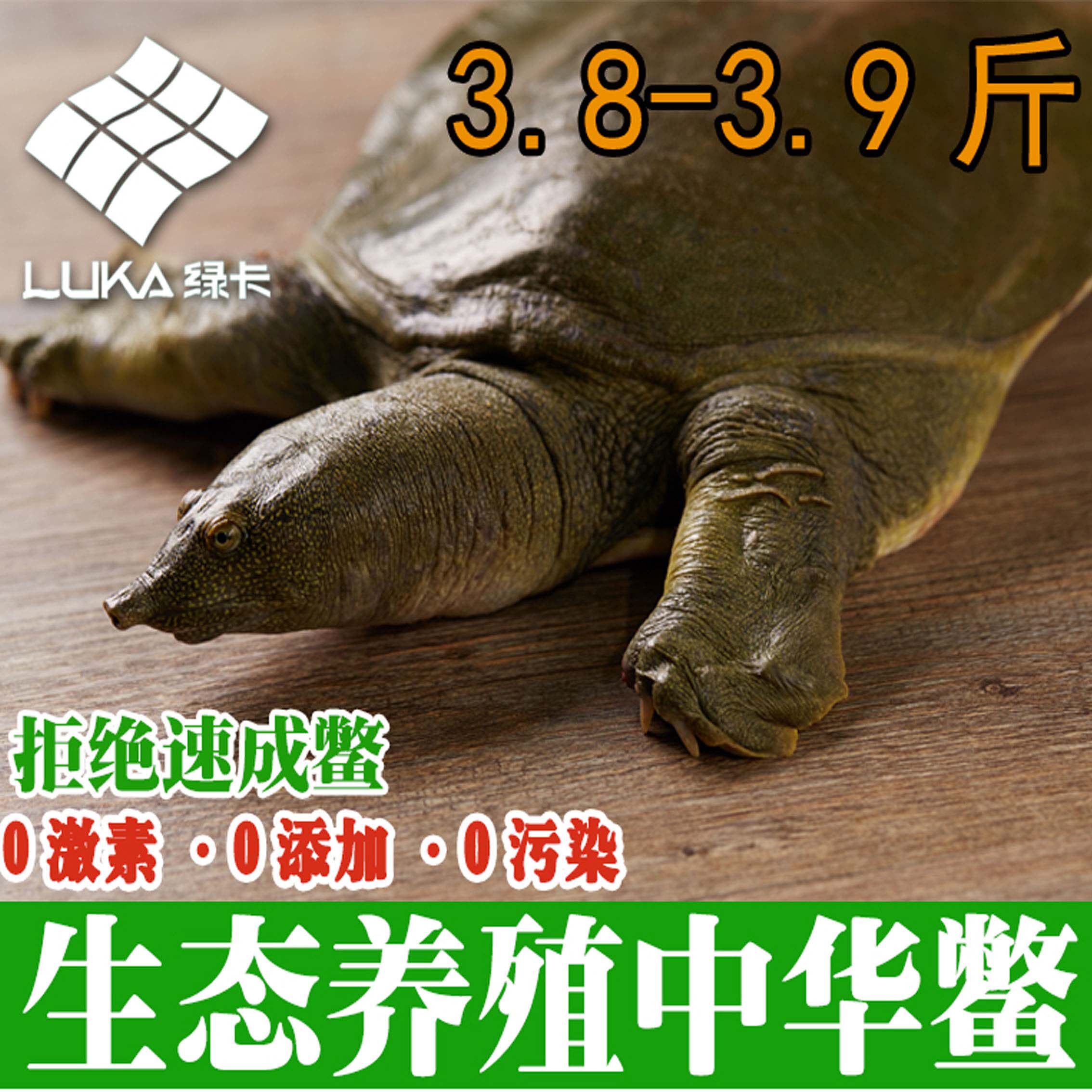 【3.8斤】绿卡4年外塘生态放养中华鳖鲜活食用甲鱼活体优质王八
