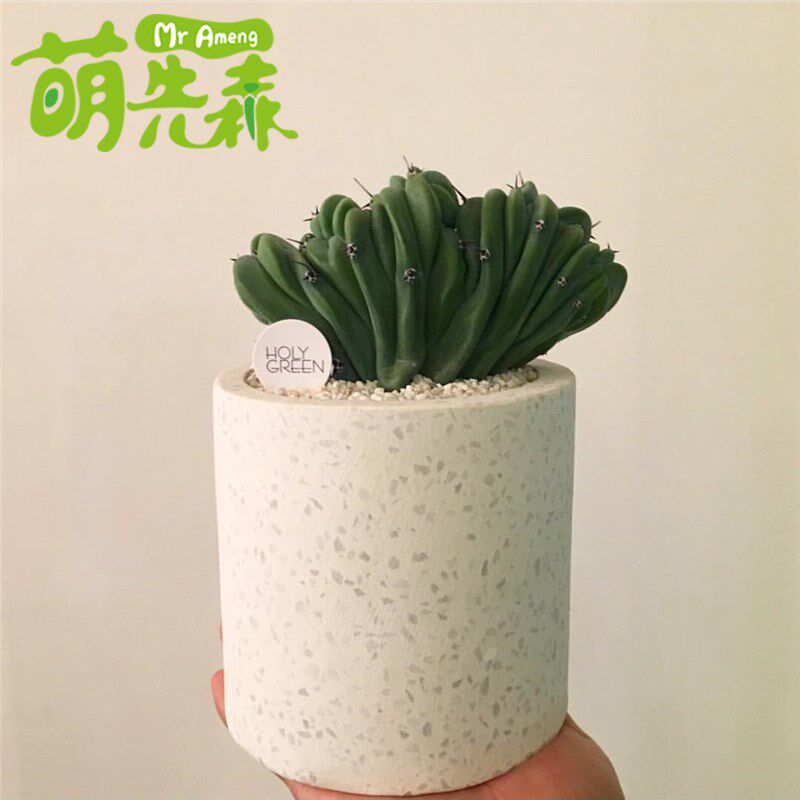 龙神木缀化一物一m拍 仙人掌多肉植物 变异仙人球仙人柱 自根