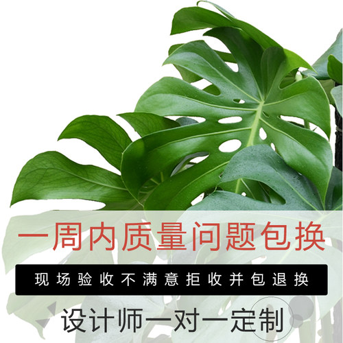 金叶子龟背竹客厅大型盆栽老桩常绿植物办公室内外U净化空气易养