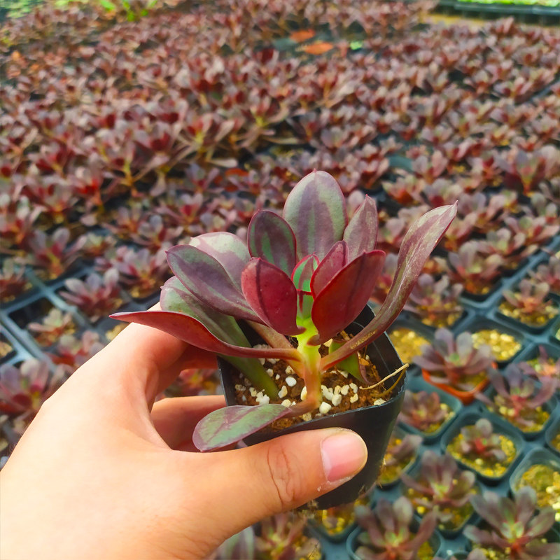 多肉植物丸叶 红司 龙骨t红司多头群生老桩多肉 组合盆栽一物一拍