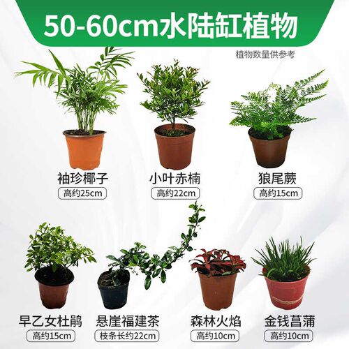 速发水陆缸造景材料专用生态瓶办公桌绿植水陆缸植物套餐
