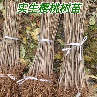 大青叶樱桃实生苗野生樱桃砧木苗樱桃母本嫁接占地樱桃苗基地现挖