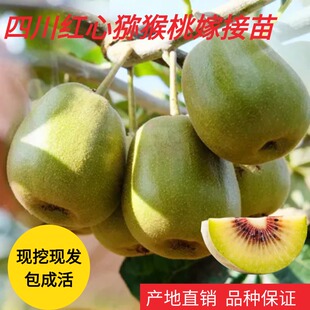四川红心猕猴桃嫁接苗徐香软枣奇异果猕猴桃苗南北方种植果树果苗