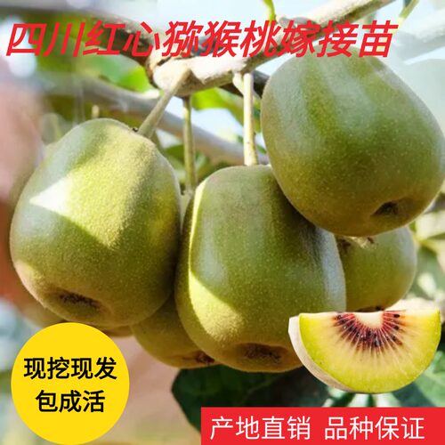 猕猴桃果树果苗嫁接苗原产地现挖