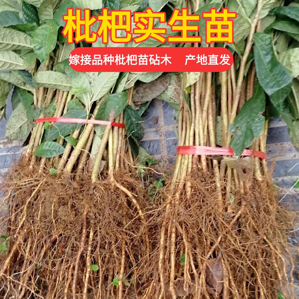 实生枇杷树苗1000棵批发