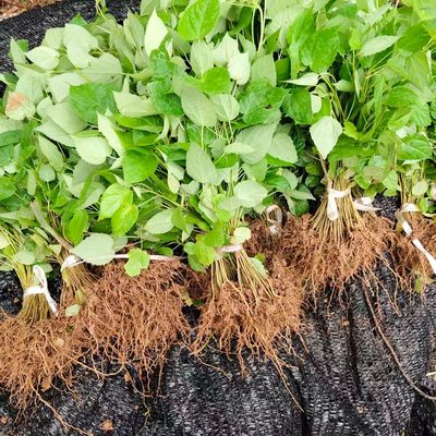 川山桐子树苗经济造林榨油山桐子