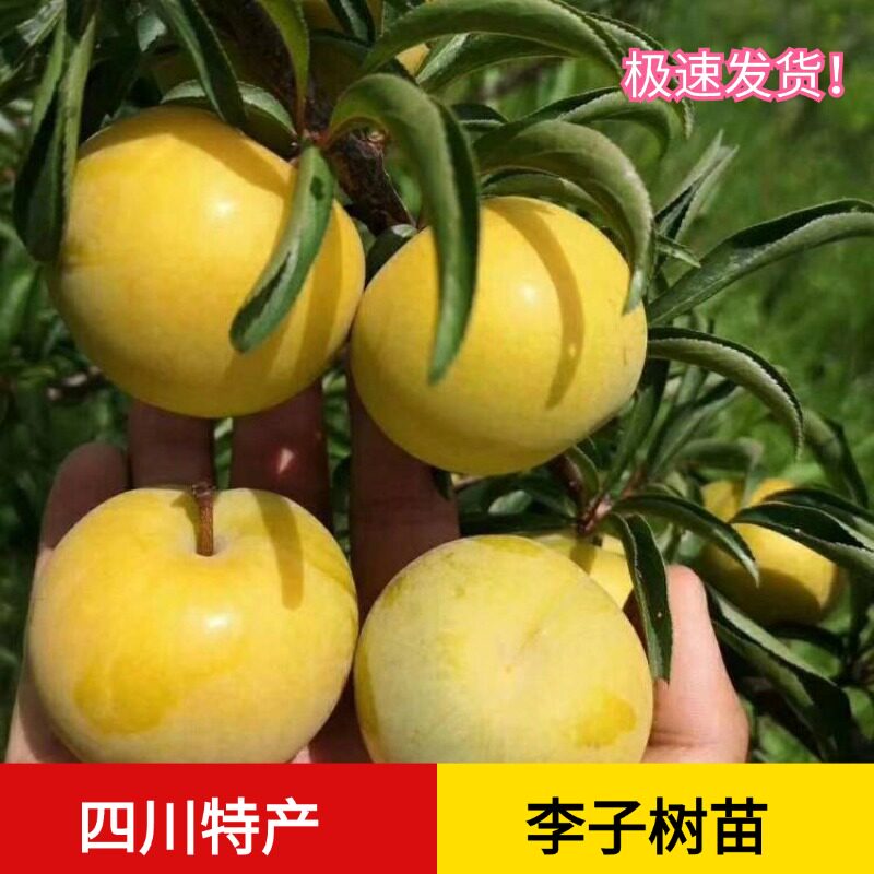 正宗脱骨李子树苗当年结果