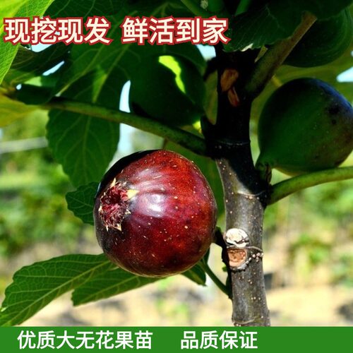 特大无花果树苗南方北方当年结果