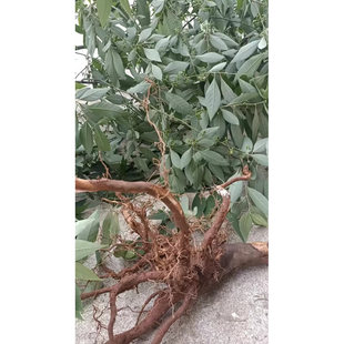 深山采挖山苍子根山胡椒树根 新鲜/干品 山鸡椒 山苍树叶木姜子根