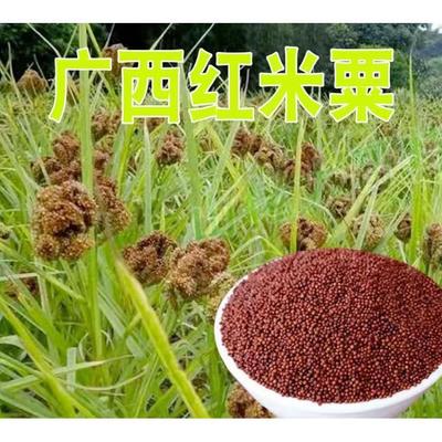 /粟米粟粉 粟粥原料 鸭脚粟鸡爪粟红粟米黑珍珠红小米粒可做种子