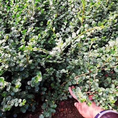 平枝荀子铺地蜈蚣小叶栒子w红花旬子苗盆景匍匐灌木绿化工程苗木