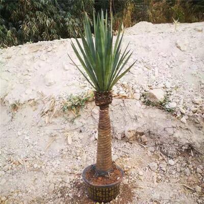 原始剑麻龙舌兰丝兰高杆丝兰剑麻植物庭院盆栽热带W植物凤尾菠萝