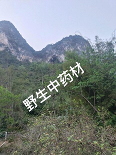 中药材昆虫类班毛虫整只整虫干货包邮 昆虫大全