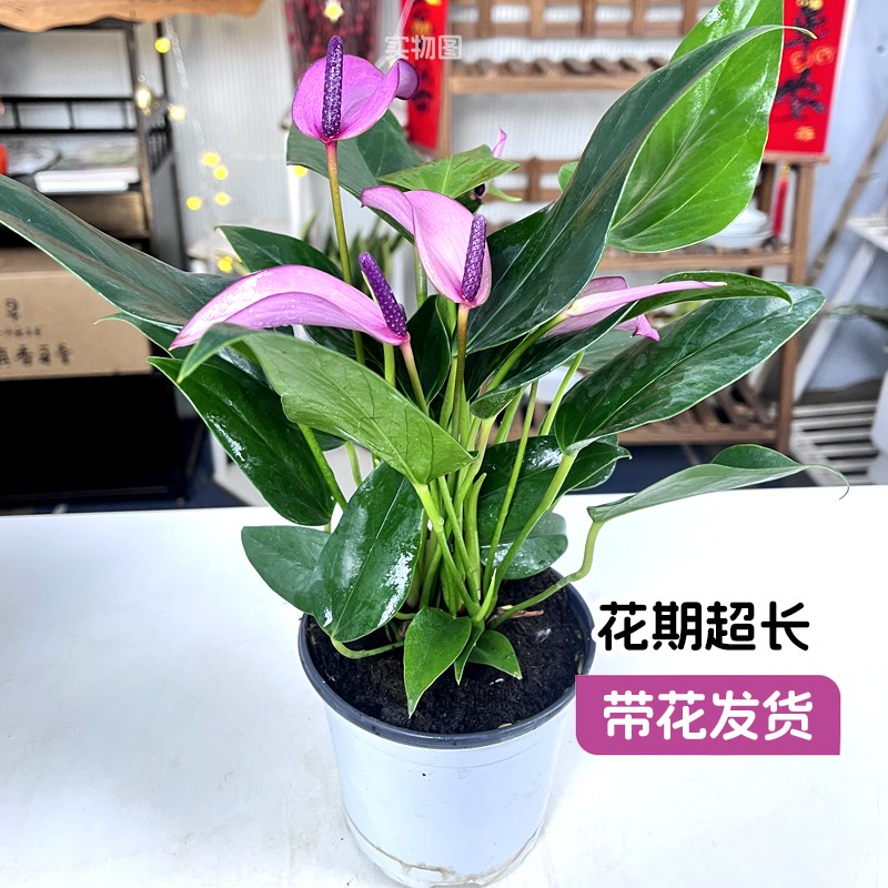 【名花巧匠e】齐祖紫掌盆栽带花香妃粉掌红掌大花卉室内客厅小绿