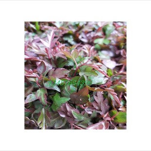 鸟梨苗棠梨苗鸟梨芽n苗实生苗直生苗嫁接桂花金秋梨砧木苗杜梨小