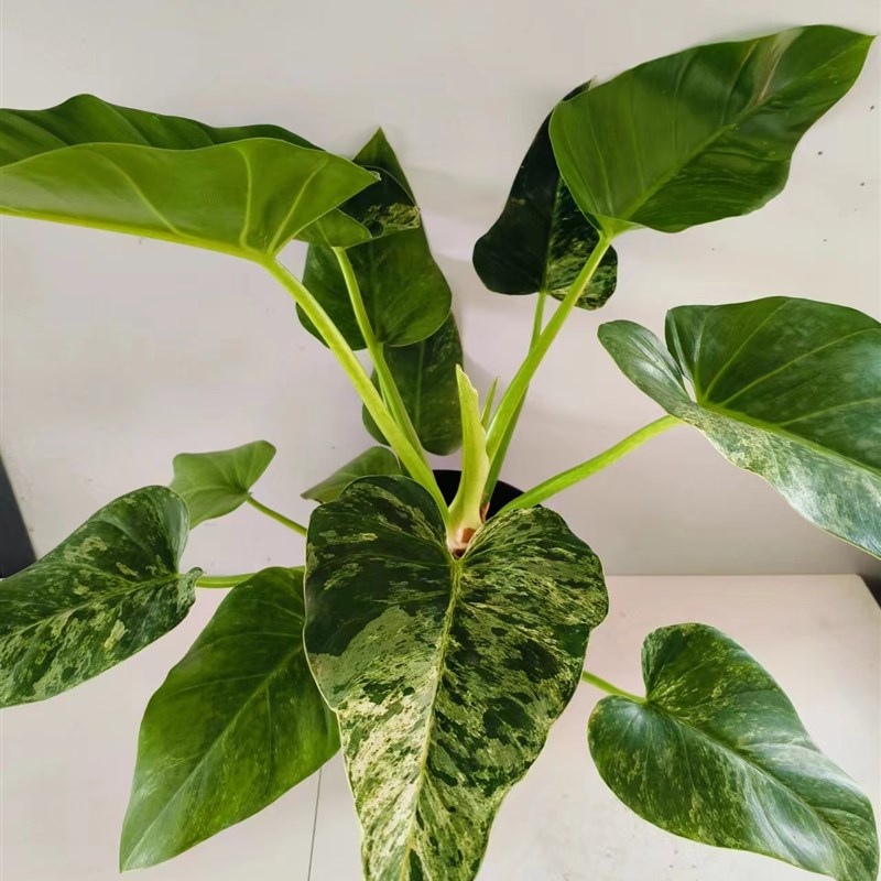 洒金巨人锦蔓绿绒绿植盆栽植w物室内观叶净化空气吸收甲醛超划算