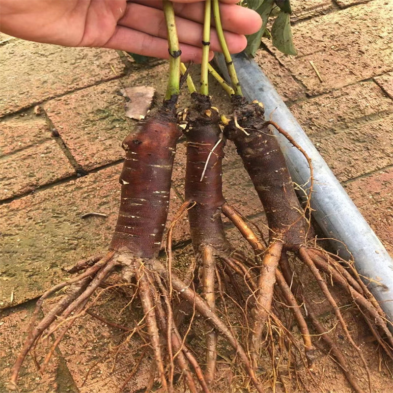 菏泽芍药牡丹接穗专用嫁接砧木嫁接底座芍药嫁接根Y庭院盆栽花卉