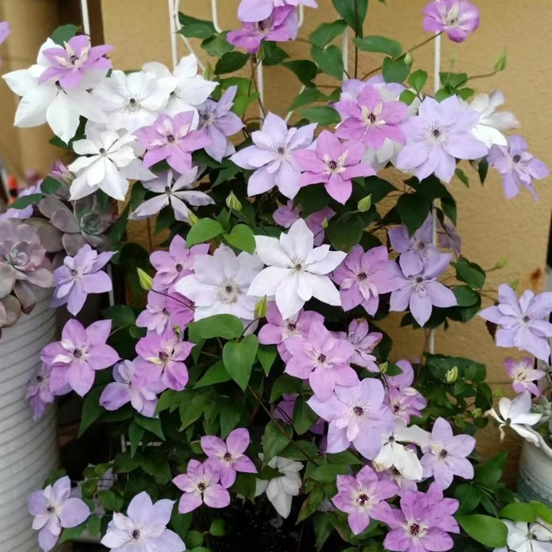 【大河】1c.5加仑铁线莲阳台庭院地载盆栽爬藤花卉植物四季开花