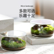 草坪苔藓微景观办公室内桌面成品摆件生态瓶绿植懒V人盆栽好养植