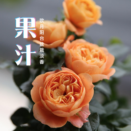 果汁阳台月季花苗特o大花欧月室内玫瑰花带花苞四季开花的花卉盆