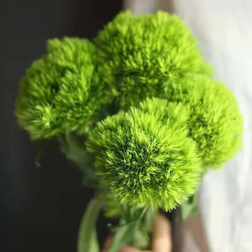 【顺丰冷b链】A级超级无敌可爱的绿毛球鲜花